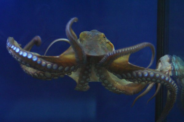 Актуальная ссылка на кракен kraken