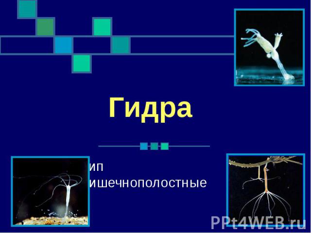 Кракен 15at